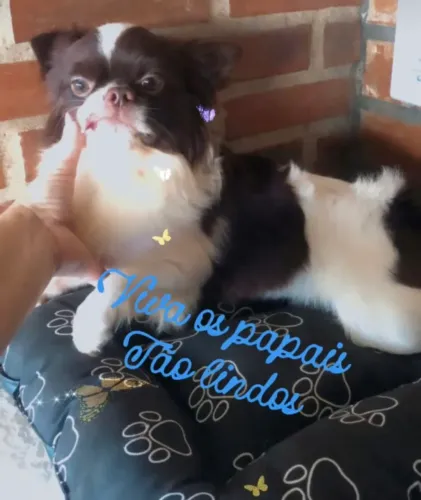 Chihuahua Top Chocolate com Branco Pedigree PL  Vacinado jovem ! Aceito cartão 