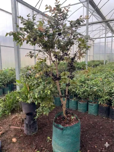 Jabuticabeira híbrida frutificando