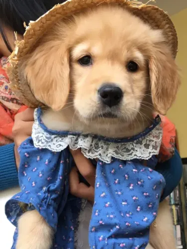 Golden retriever lindos filhotes 