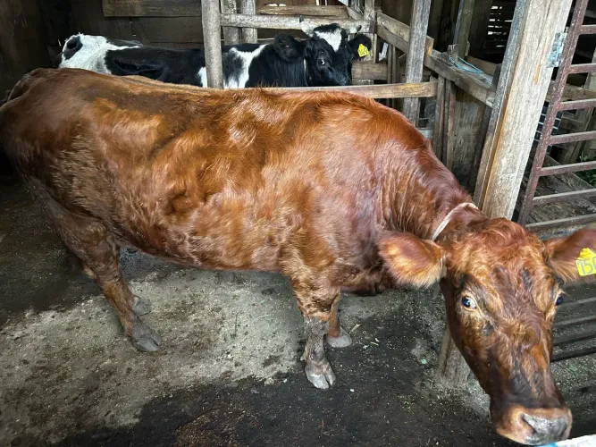 Vaca Angus com Gersi