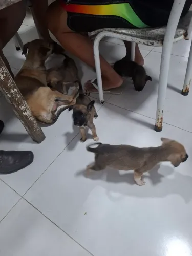 Adoção responsável