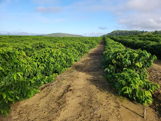 Fazenda de café em Itabela