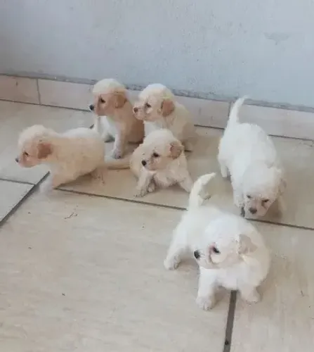 Maltês com poodle oferta especial