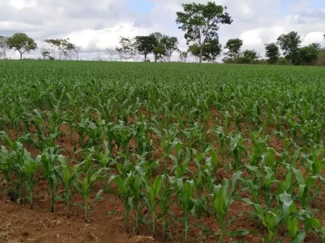 Sítio 15 hectares 