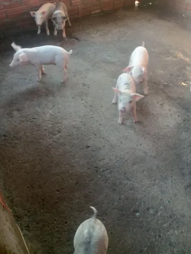 Porco de raça 