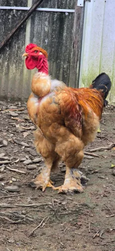 Galo brahma buff polaco