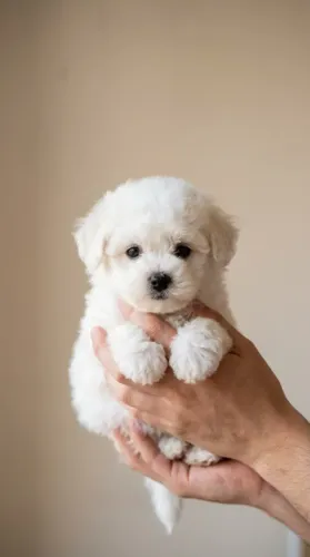 Poodle - Pequenos companheiros para transformar seus dias