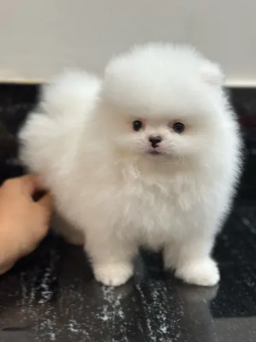 Spitz Alemão Macho com Pedigree | Vacinado | Acompanhamento Veterinário