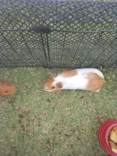 Porquinho da índia