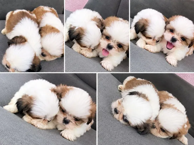 Shih-tzu alto padrão miniatura c pedigree (venda)