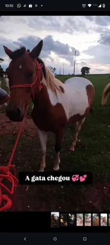 Vendo égua Paint horse arreada