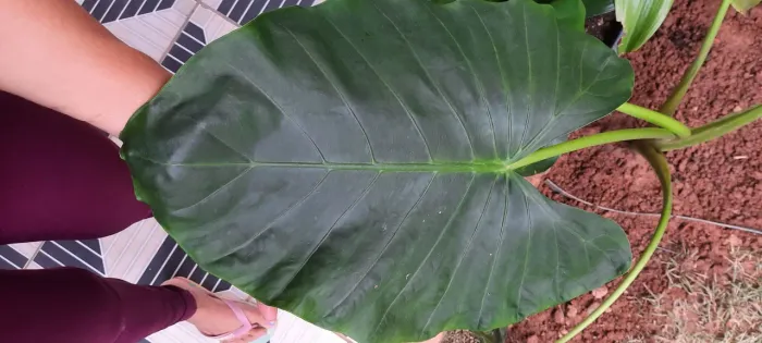 Alocasia macrorrhiza uma muda