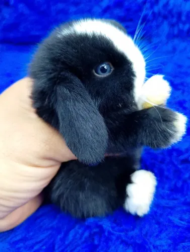 Mini coelhos e coelhos anões(excelente genética)