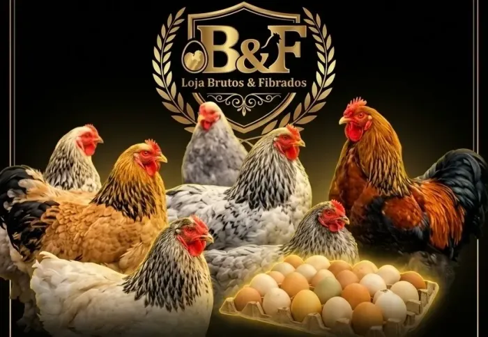 Pintinhos Brahma e ovos galados