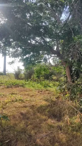 Vendo terreno em Pinheiro Ma