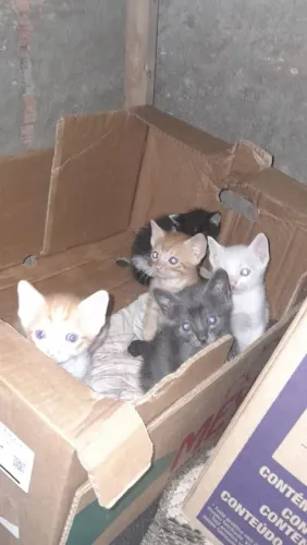 Doação de gatinhos