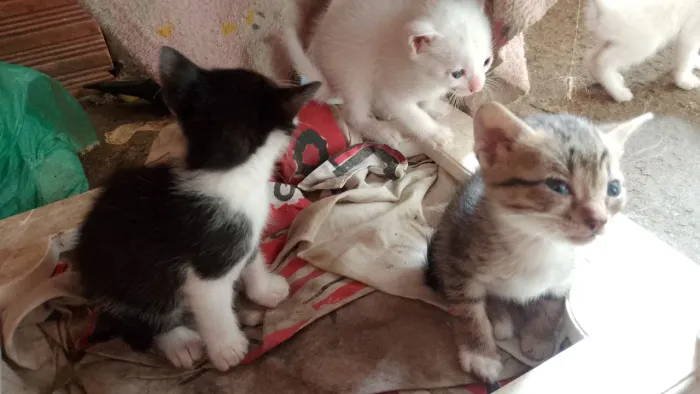 Doa-se gatinhos Branco/Malhado Macho/Fêmea