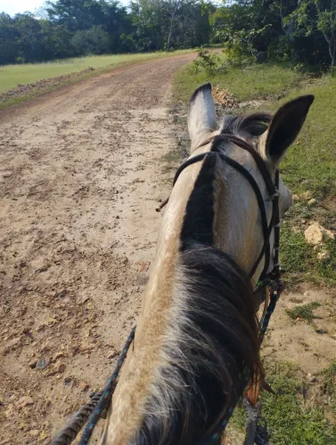 Vendo ou troco cavalo por vaca ?