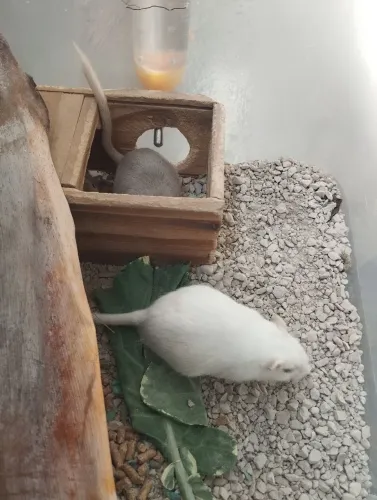 Esquilos da Mongólia (Gerbil)