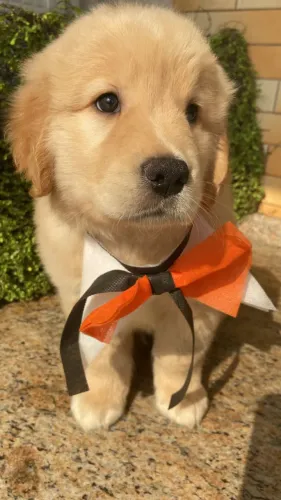 golden retriever vacinados