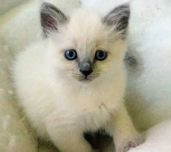 DOA-SE GATINHOS SIAMESES