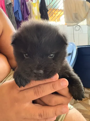 Chow Chow disponível