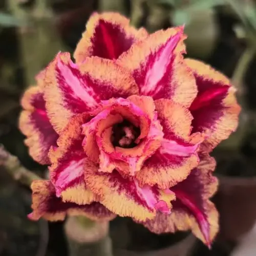 Rosa do deserto