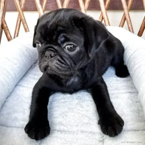 Bebezinho pug dócil e saudável de linhagem selecionada para companhia