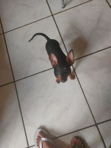 Cachorro 
