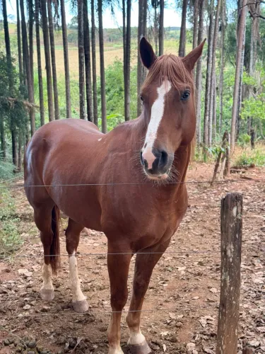 Cavalo quarto de milha