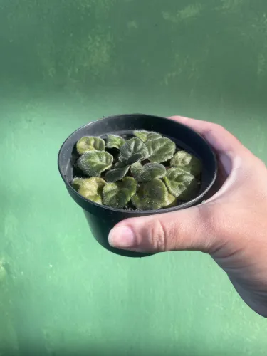Vasinhos de plantas