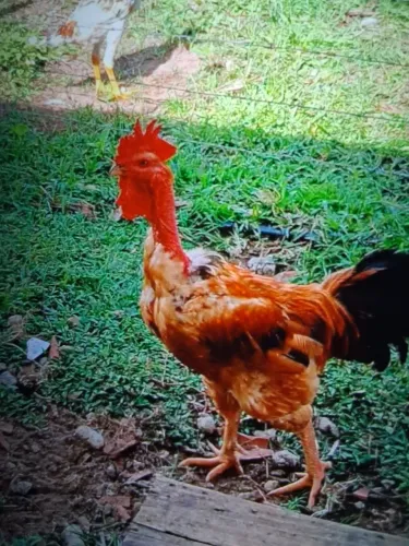 VENDO TODA CRIAÇÃO DE GALOS E GALINHAS