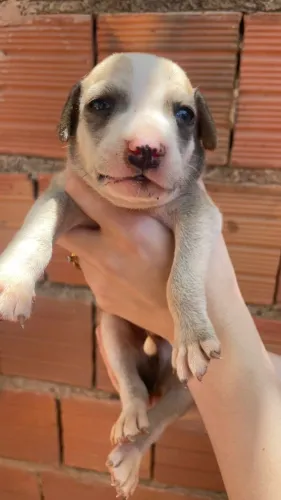 Cachorros