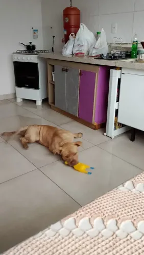 Estou doando um cachorro da raça Pit Bull aproximadamente 7 meses