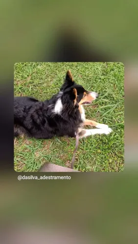 Adestrador de cães 
