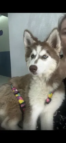 Husky para doação