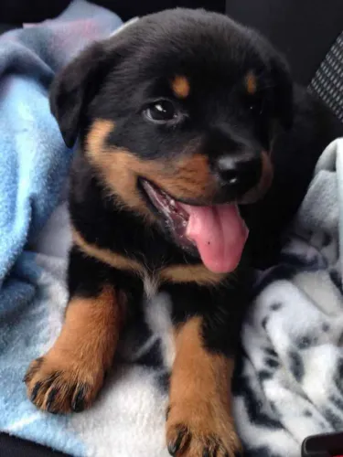 Filhote rottweiler, Corações peludos prontos para encher sua casa de amor!