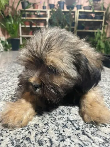 vende-se filhote de shitzu barato