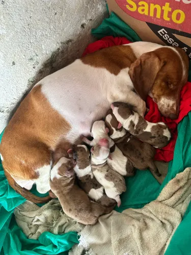 Filhote de Dachshund salsichinha