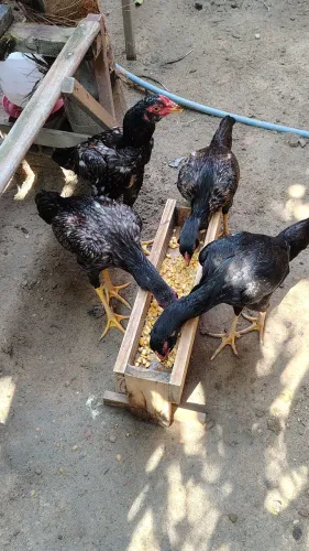 Frangos da raça Mura com 5 meses casal r$ 350 individual 200