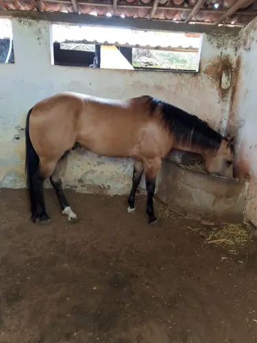 Cavalo ( *pedindo 50.000 faço negócio em algo do meu interesse)