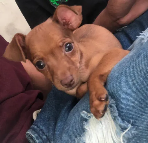 Vendesse pinscher