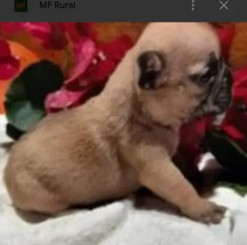 Bul Dog Francês