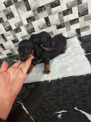 Salsichinha Dachshund Filhote ? - Lindo, Fofo e Pronto para Encher sua Casa de Amor!