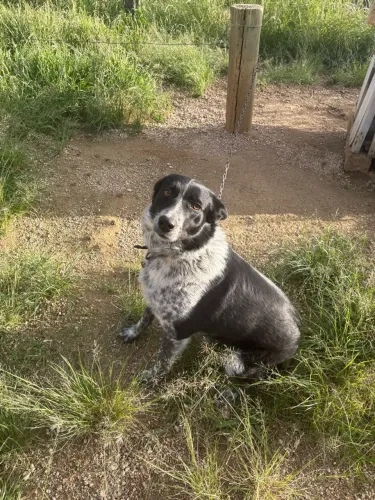 Cachorro porte médio doação 