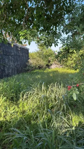 Terreno localizada lado praia a 200 metros do mar em rua calçada, possui árvores frutífera