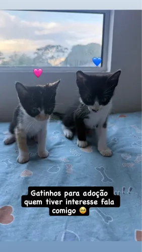 Gatinhos para adoção