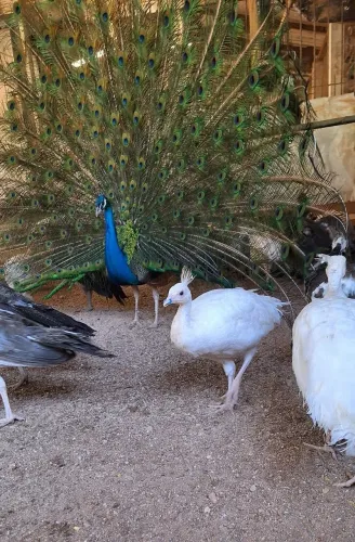 Aves ornamentais