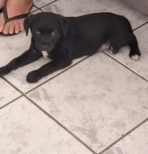 Doa-se cachorro macho