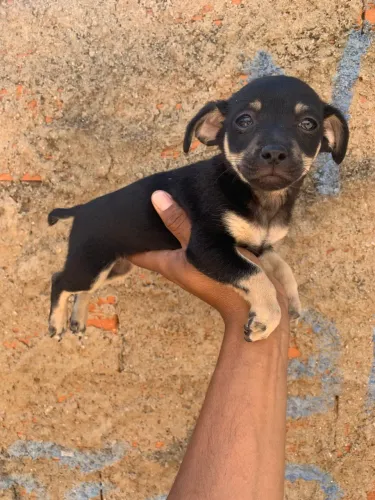 Pinscher macho